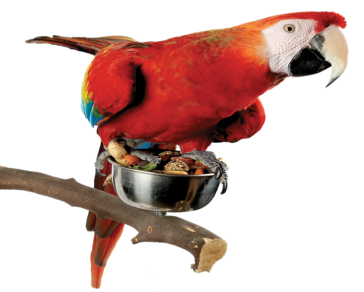 Red Macaw Eating Bird Food